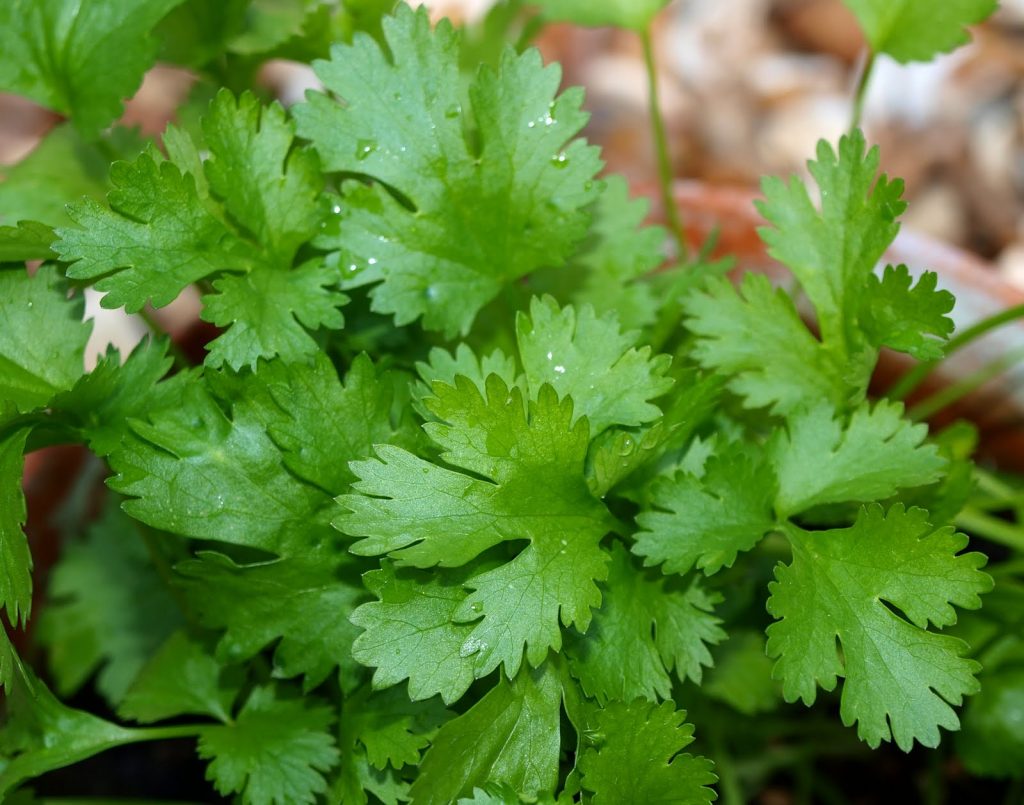 coriander-growing-sowing-and-harvest-of-both-leaves-and-seeds