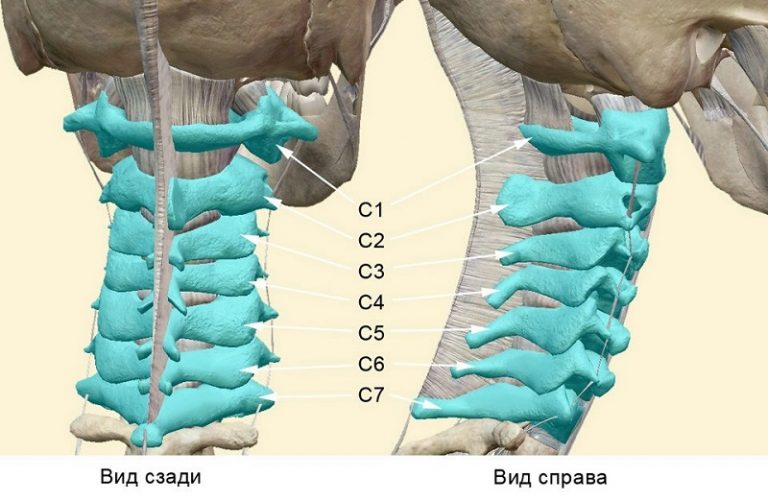 Шейный отдел позвоночника картинка со всеми сегментами